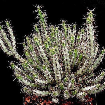 Euphorbia limpopoana unspecified picture