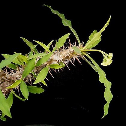 Euphorbia capuronii unspecified picture