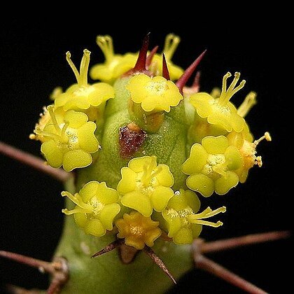 Euphorbia fascicaulis unspecified picture