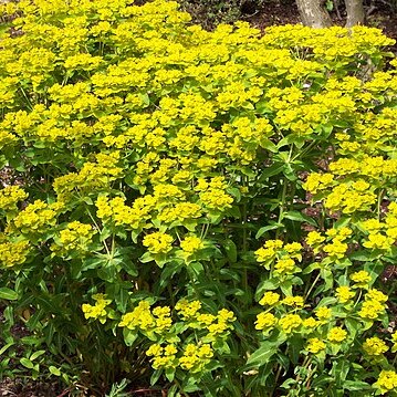 Euphorbia wallichii unspecified picture