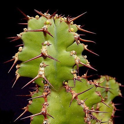 Euphorbia barnardii unspecified picture