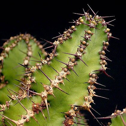 Euphorbia restricta unspecified picture