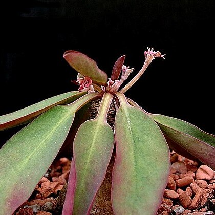 Euphorbia brunellii unspecified picture