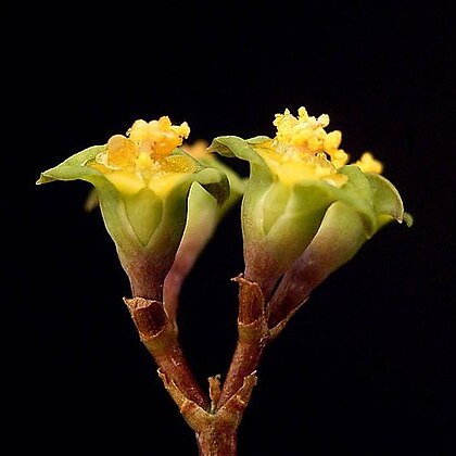 Euphorbia neobosseri unspecified picture