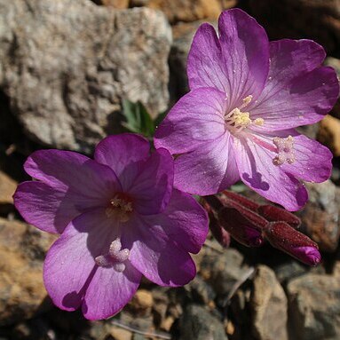 Epilobium siskiyouense unspecified picture