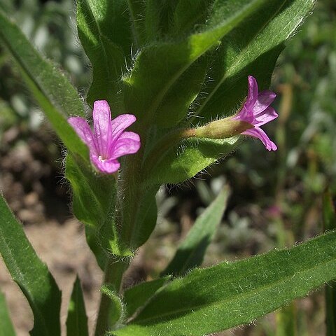 Epilobium densiflorum unspecified picture