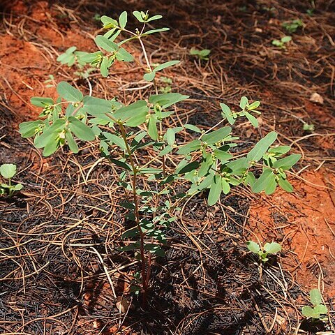 Euphorbia biconvexa unspecified picture