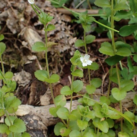 Epilobium alsinoides unspecified picture