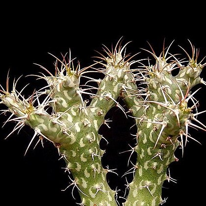 Euphorbia horwoodii unspecified picture