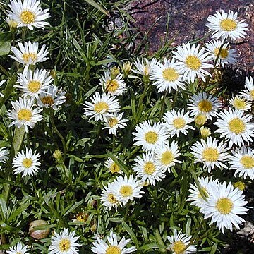 Erigeron hyssopifolius unspecified picture