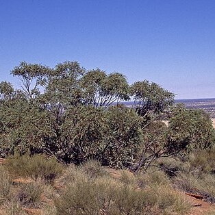 Eucalyptus gillenii unspecified picture