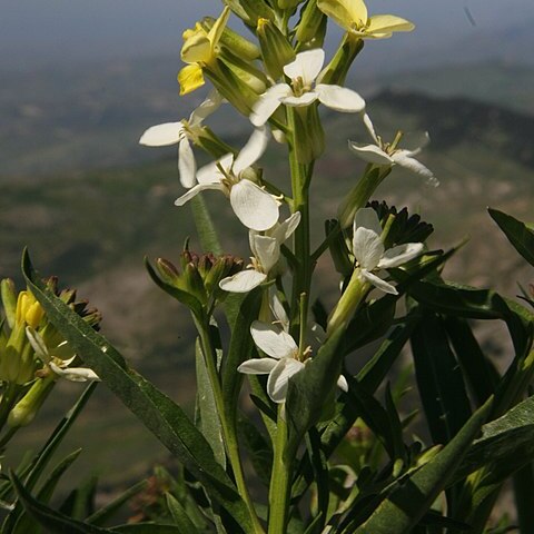 Erysimum metlesicsii unspecified picture