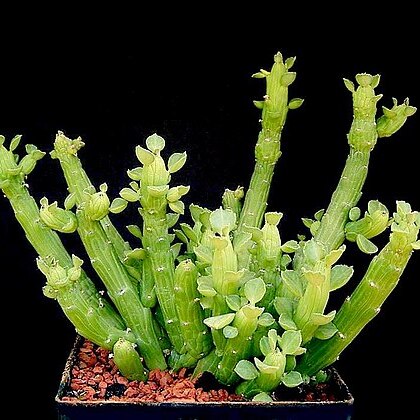 Euphorbia bisellenbeckii unspecified picture