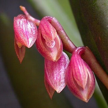 Acianthera fabiobarrosii unspecified picture