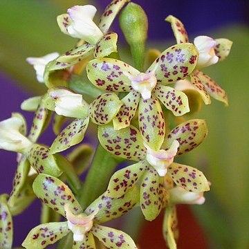 Prosthechea bohnkiana unspecified picture