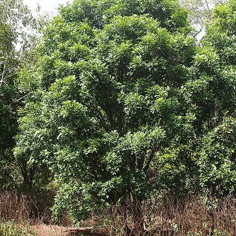 Atalaya salicifolia unspecified picture