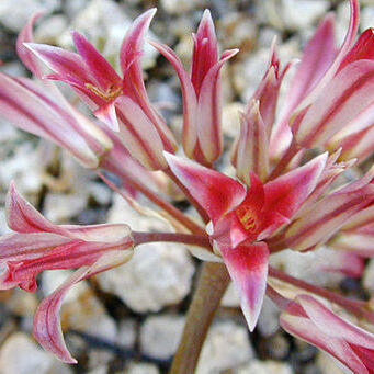 Allium fimbriatum unspecified picture