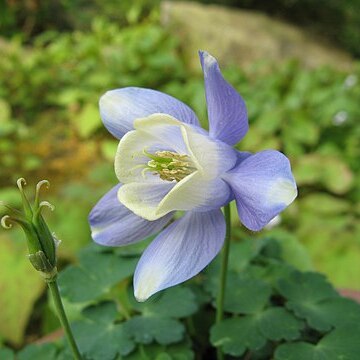 Aquilegia sibirica unspecified picture