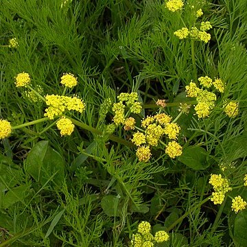 Lomatium bradshawii unspecified picture