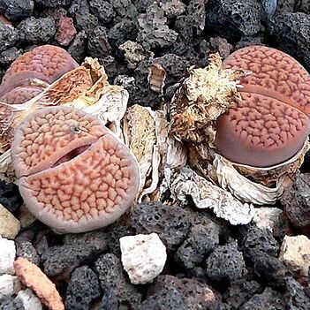 Lithops turbiniformis unspecified picture