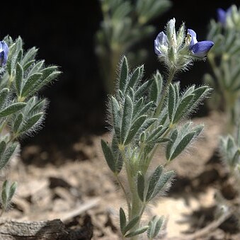 Lupinus kingii unspecified picture