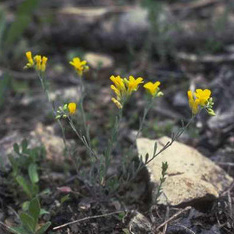 Physaria filiformis (rollins) o'kane unspecified picture