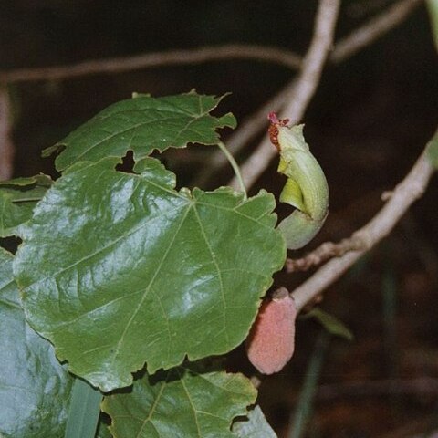 Hibiscadelphus x puakuahiwi unspecified picture