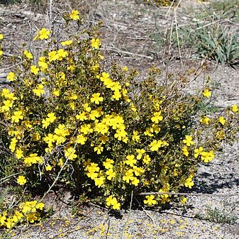 Hibbertia hypericoides unspecified picture