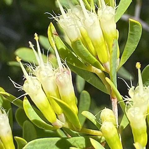 Homoranthus binghiensis unspecified picture