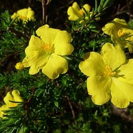 Hibbertia cistiflora unspecified picture