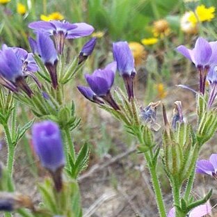 Gilia tenuiflora unspecified picture