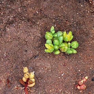 Gunniopsis septifraga unspecified picture