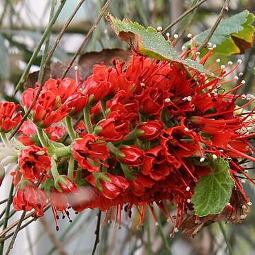 Greyia sutherlandii unspecified picture