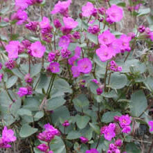 Mirabilis macfarlanei unspecified picture