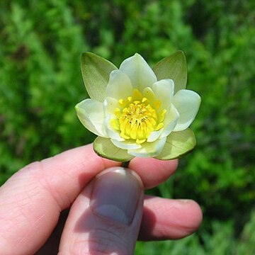 Nymphaea leibergii unspecified picture