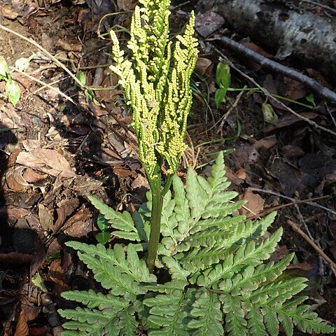 Botrychium japonicum unspecified picture