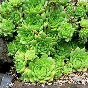 Sempervivum ingwersenii unspecified picture