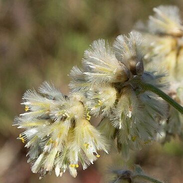 Ptilotus auriculifolius unspecified picture