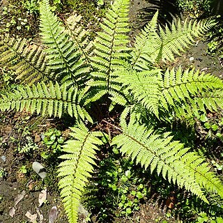 Polystichum woronowii unspecified picture