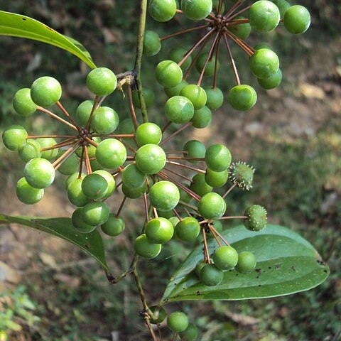 Smilax zeylanica unspecified picture