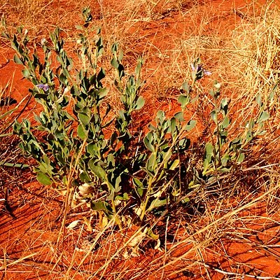 Scaevola ovalifolia unspecified picture