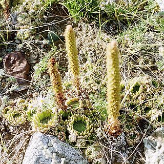 Orostachys unspecified picture