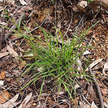 Scleria mackaviensis unspecified picture