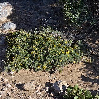 Pultenaea tenuifolia unspecified picture