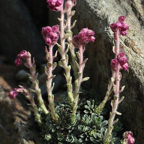 Saxifraga sibthorpii unspecified picture