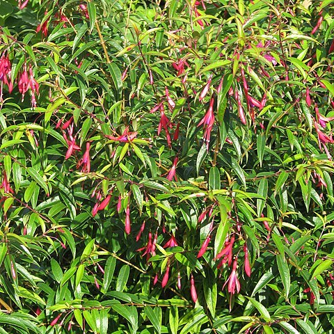 Fuchsia hatschbachii unspecified picture