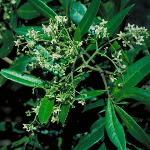 Flindersia bourjotiana unspecified picture