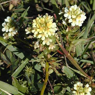 Triphysaria floribunda unspecified picture