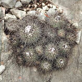 Turbinicarpus viereckii unspecified picture