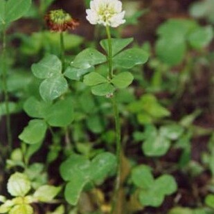 Trifolium stoloniferum unspecified picture